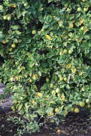            Habit (Persian SPB-7, Riverside, CA)   