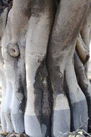            Bark (Persian SPB-7, Riverside, CA)   