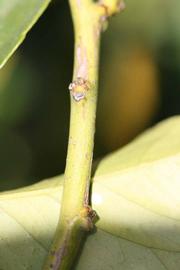            First year twig (Persian SPB-7, Riverside, CA)   