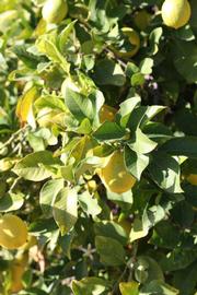            Sun leaves (Persian SPB-7, Riverside, CA)   