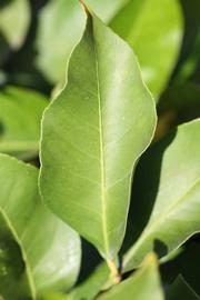            Unifoliolate leaf (Persian SPB-7, Riverside, CA)   