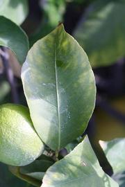            Unifoliolate leaf (Persian SPB-7, Riverside, CA)   