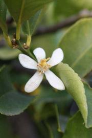            Flower (Persian SPB-7, Riverside, CA)   