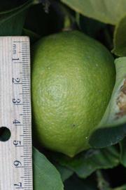            Fruit (Persian SPB-7, Riverside, CA)   