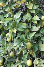            Sun leaves (Persian SPB-7, Riverside, CA)   