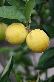            Fruit (Persian SPB-7, Riverside, CA)   