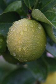            Fruit (Persian SPB-7, Riverside, CA)   