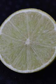            Fruit cross-section (Persian SPB-7, Riverside, CA)   