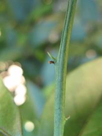              First year twig (Winter Haven, FL)       