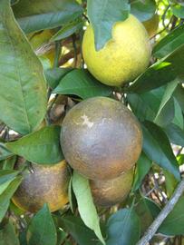            Fruit (Winter Haven, FL)   