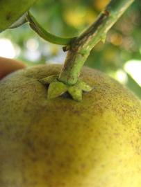            Fruit (Winter Haven, FL)   