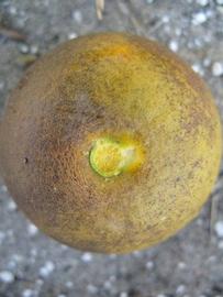            Fruit (Winter Haven, FL)   