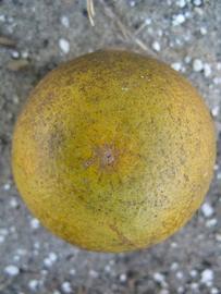            Fruit (Winter Haven, FL)   