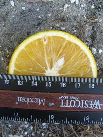            Fruit cross-section (Winter Haven, FL)   