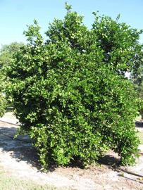            Habit (Winter Haven, FL)   