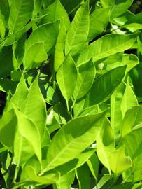              Sun leaves (Winter Haven, FL)       