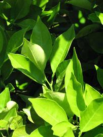              Sun leaves (Winter Haven, FL)       