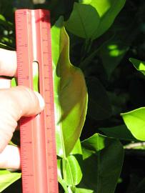              Unifoliolate leaf (Winter Haven, FL)       