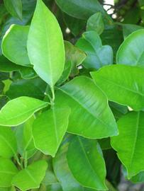              Shade leaves (Winter Haven, FL)       