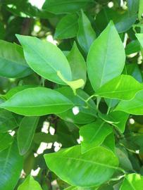              Shade leaves (Winter Haven, FL)       