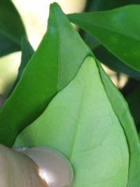              Margin (Winter Haven, FL)       