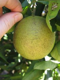            Fruit (Winter Haven, FL)   