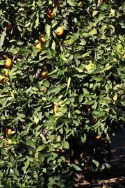            Habit (Riverside, CA)   