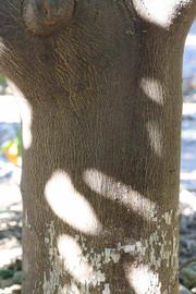              Bark (Riverside, CA)       