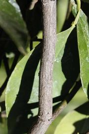              Second - third year twig (Riverside, CA)       