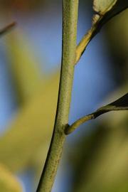              First year twig (Riverside, CA)       