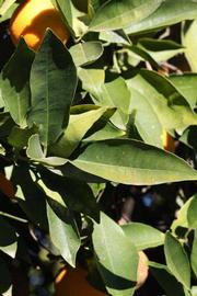            Sun leaves (Riverside, CA)   