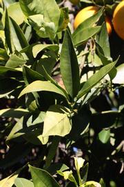           Sun leaves (Riverside, CA)   