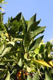            Sun leaves (Riverside, CA)   