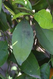              Unifoliolate leaf (Riverside, CA)       