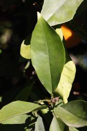              Unifoliolate leaf (Riverside, CA)       