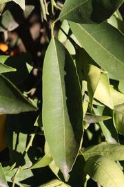              Unifoliolate leaf (Riverside, CA)       