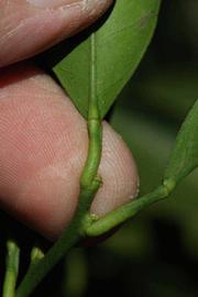              Petiole (Riverside, CA)       