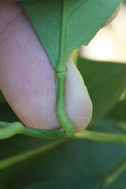              Petiole (Riverside, CA)       