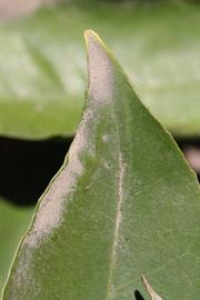              Margin (Riverside, CA)       