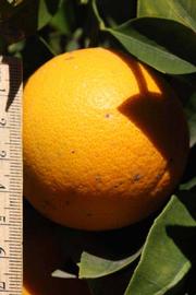            Fruit (Riverside, CA)   