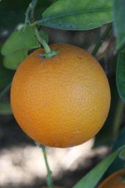            Fruit (Riverside, CA)   