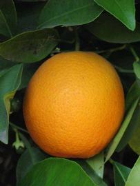            Fruit (Riverside, CA)   