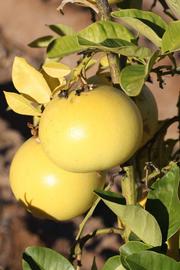            Fruit (Riverside, CA)   