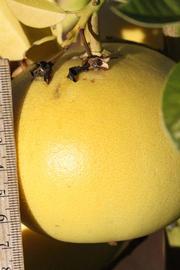            Fruit (Riverside, CA)   