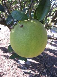            Fruit (Winter Haven, FL)   