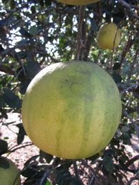            Fruit (Winter Haven, FL)   