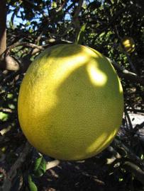            Fruit (Winter Haven, FL)   