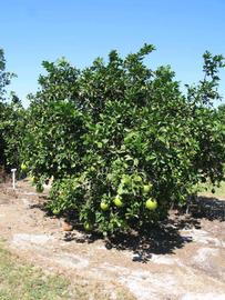            Habit (Winter Haven, FL)   