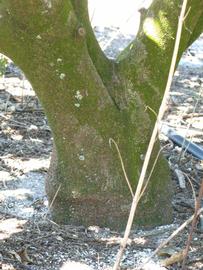            Bark (Winter Haven, FL)      