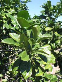              Sun leaves (Winter Haven, FL)       